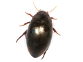 Ilybius subaeneus